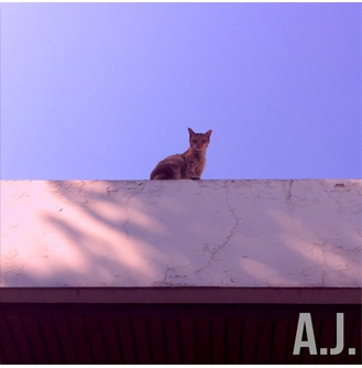  SPONTANEUS MORNING BY A.J.